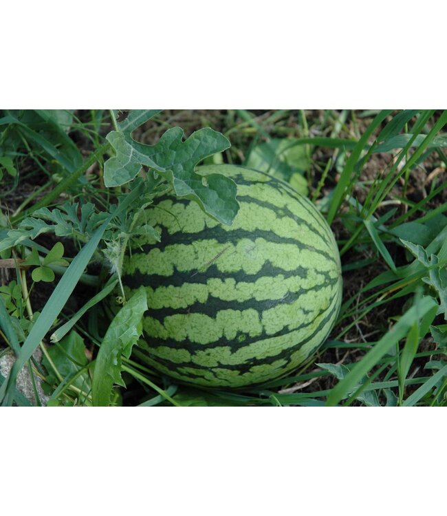 Melon d'eau yellow baby 4 po