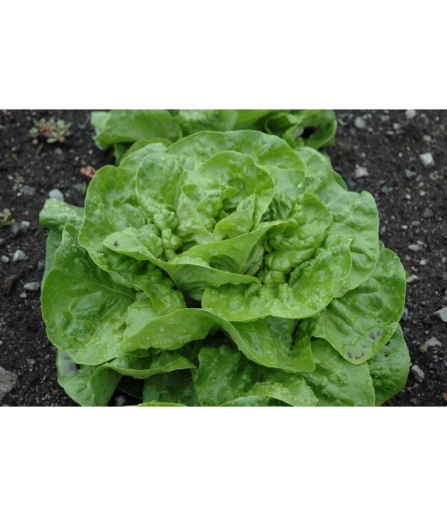 Laitue boston Buttercrunch cell 10