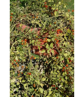 Tomates Petit Moineau 1 gal