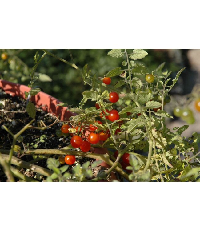 Tomates Petit Moineau 1 gal
