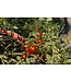 Tomates Petit Moineau 1 gal