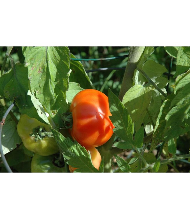 Tomates celebrity 1gal