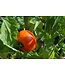 Tomates celebrity 1gal