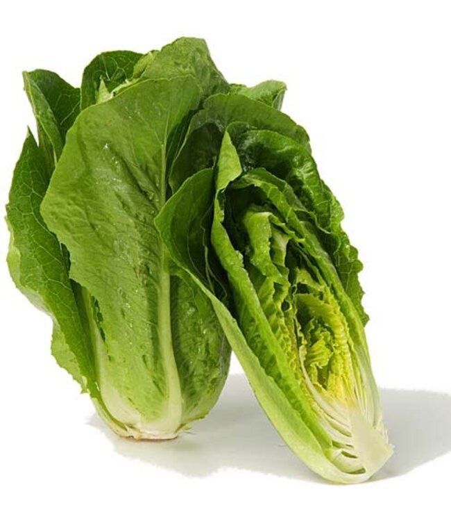 Laitue romaine ideal cos cel.10