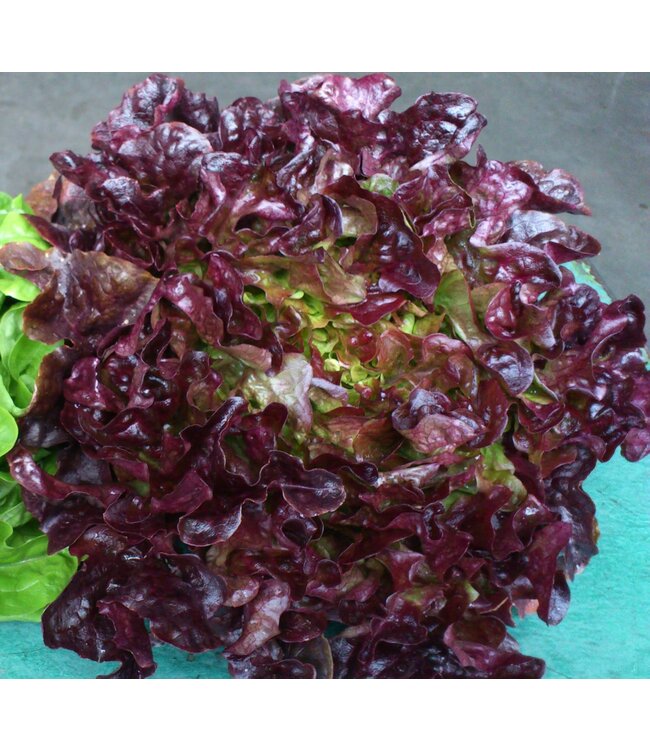 Laitue feuilles de chene cel.10