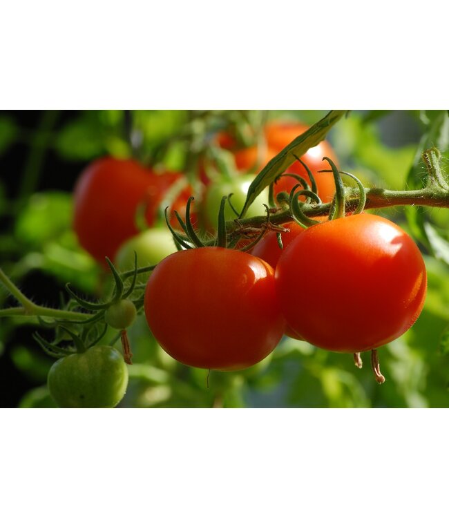Plant  tomate mega fantastique  11cm
