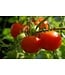 Tomate rouge  fantastique 1 gal | Plant de tomate tardive savoureuse pour potager généreux