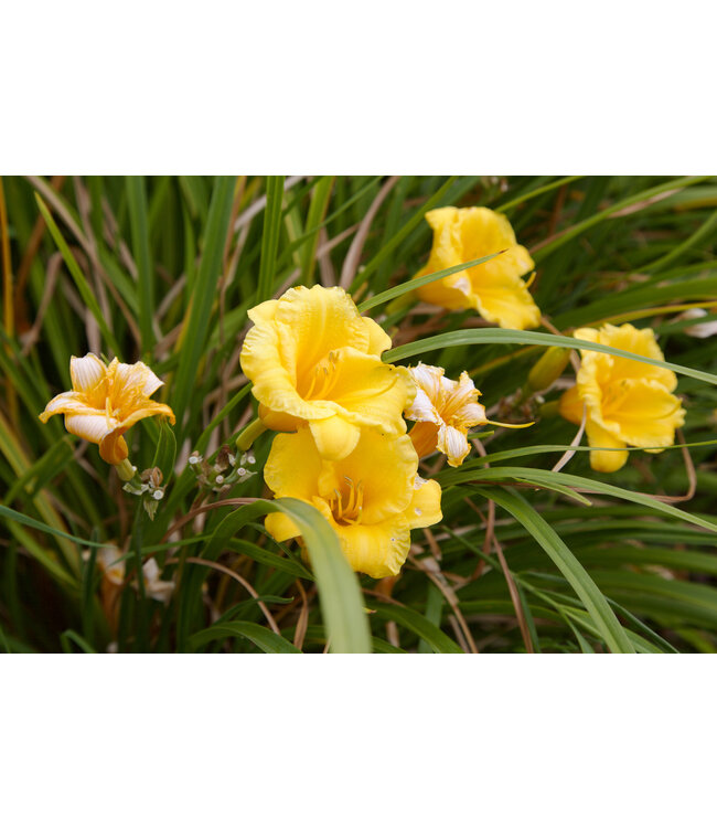 Hémérocalle 'Going Bananas'