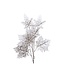 Tige feuilles d'érable argent