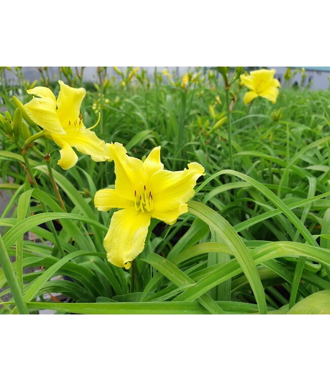 Hémérocalle 'Going Bananas'