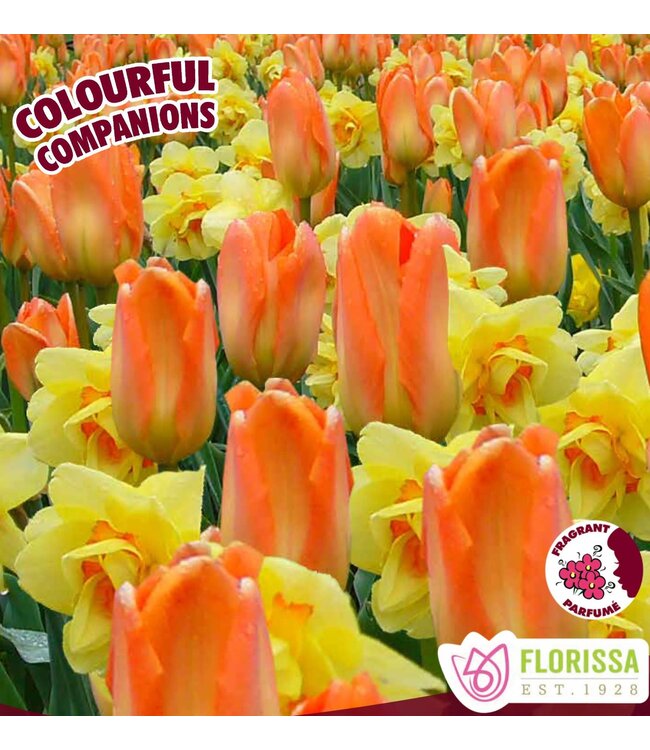 Duo Sun Shower 14 unités | Sac de bulbes à planter pour floraison éclatante