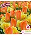 Duo Sun Shower 14 unités | Sac de bulbes à planter pour floraison éclatante