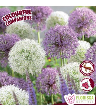 Allium Double Bubble 4 unités