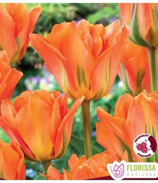 Tulipe Disneyland Paris (paquet de 6 bulbes)