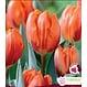 Tulipe Princess Irene (paquet de 6 bulbes)