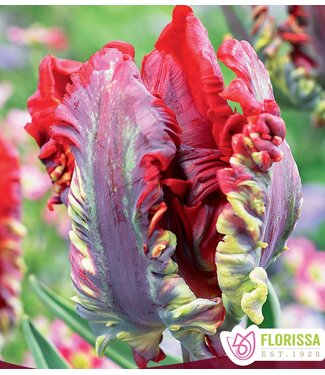 Tulipes Rococo pqt6