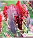 Tulipes Rococo pqt6