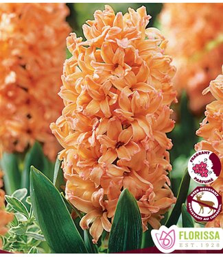 Jacinthes Gipsy Queen (paquet de 4 bulbes)