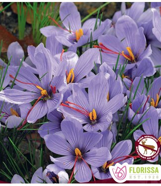 Crocus Sativus 5 unités