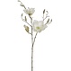 Tige magnolia enneigée blanche