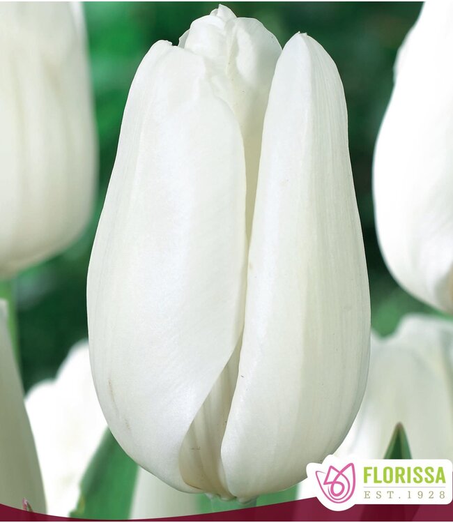 Tulipe Hakuun unité