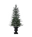 Sapin Canyon enneigé en pot 4 pi