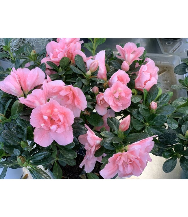 Azalea 6 po