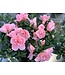 Azalea 6 po