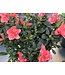 Azalea 6 po