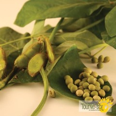 Ferme Tournesol Fève de Soja Edamame Envy bio