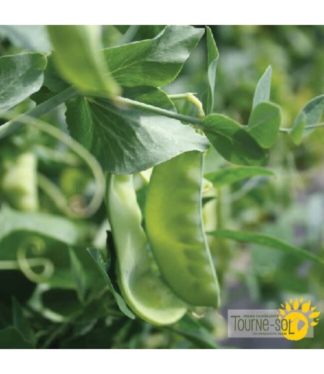 Pois des Neiges Oregon Sugar Pod II Bio