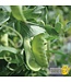 Pois des Neiges Oregon Sugar Pod II Bio