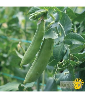 Ferme Tournesol Pois mange-tout Cascadia Bio