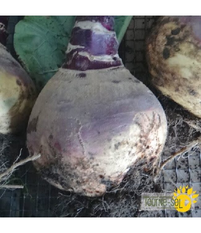 Rutabaga Bio