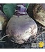 Ferme Tournesol Rutabaga Bio