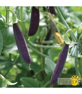 Ferme Tournesol Pois Magnolia Bio