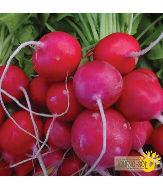 Ferme Tournesol Radis Raxe Bio