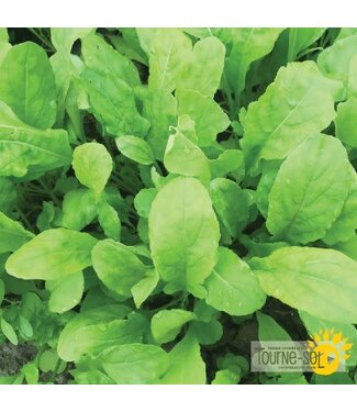 Ferme Tournesol Roquette Bio