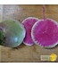 Ferme Tournesol Radis melon d'eau Bio