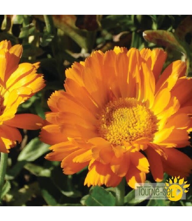Calendula Erfurter Bio