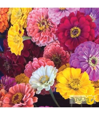 Zinnia Mélange Bio