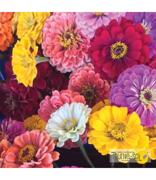 Zinnia Mélange Bio