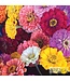 Zinnia Mélange Bio