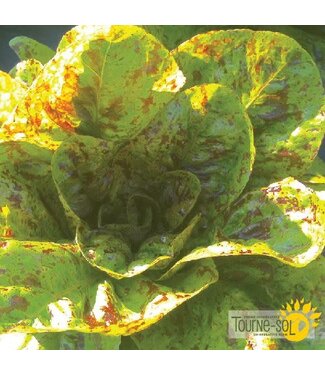 Laitue Romaine Flashy Trout Back Bio