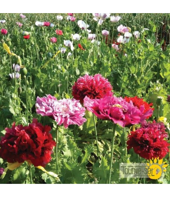 Pavots Mélangés Bio