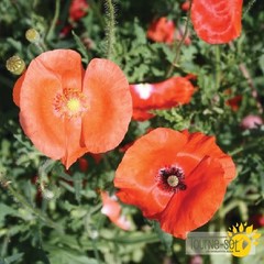 Coquelicot Mélange Bio