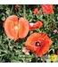Coquelicot Mélange Bio