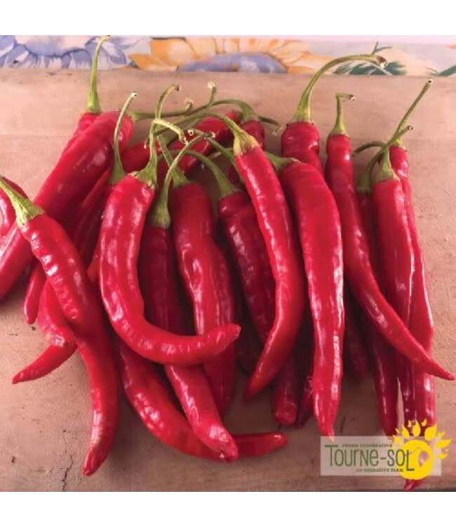 Piment Fort Red Rocket Bio