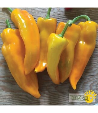 Ferme Tournesol Poivron doux Gatherer's Gold Bio