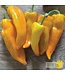 Ferme Tournesol Poivron doux Gatherer's Gold Bio